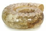 Polished Jurassic Ammonite (Kranosphinctes) - Madagascar #304621-2